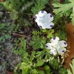 Nemophila maculata Flor