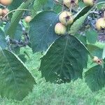 Crataegus mollis 形態
