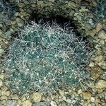 Coryphantha ramillosa Pokrój