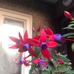 Fuchsia magellanica Квітка