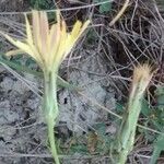 Scorzonera humilis Kvet