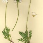 Leucanthemum coronopifolium Habitus