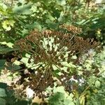 Laserpitium latifolium Vrucht
