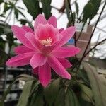 Disocactus phyllanthoides Blatt