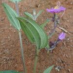 Dupineta brazzae Leaf