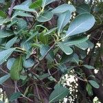 Ficus craterostoma Leaf