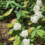 Spiraea cantoniensis Цвят