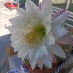 Echinopsis bridgesii 花