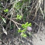 Salix breviserrata Likasa