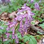 Corydalis solida Květ