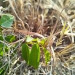 Juglans californica Ліст