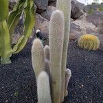 Cephalocereus senilis Blad