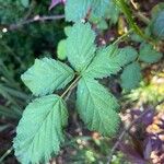 Rubus pruinosus Leaf