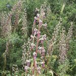 Himantoglossum calcaratum Blüte