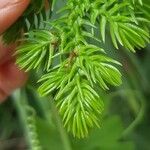 Araucaria nemorosa Hoja