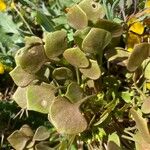 Claytonia rubra Blatt