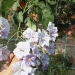 Solanum wendlandii Fleur