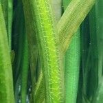 Zostera marina Folha