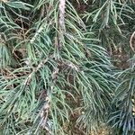 Picea breweriana Folha