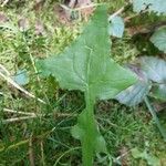 Lactuca muralis Leaf