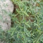 Ruta angustifolia Jani
