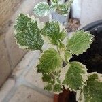 Plectranthus forsteri Blad