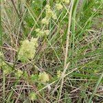 Galium × pomeranicum Květ