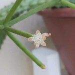 Rhipsalis grandiflora Virág