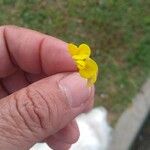 Lotus glaber Flower