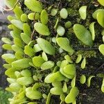 Pyrrosia piloselloides 葉