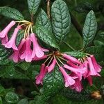 Rhododendron rugosum Flor