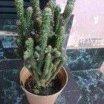 Tephrocactus verschaffeltii Lehti