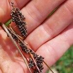 Luzula spicata Fruit