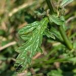 Verbena officinalis List