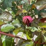 Rosa chinensis Φύλλο