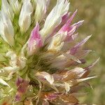 Trifolium vesiculosum Flower