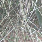 Cadaba aphylla 樹皮
