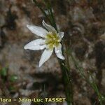 Gagea serotina Flower