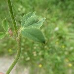 Trifolium montanum برگ