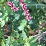 Persicaria decipiens 花