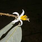 Styrax argenteus Кветка