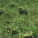 Cypripedium candidum Habitatea