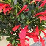 Columnea hirta 花