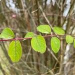 Symphoricarpos × chenaultiiFoglia