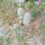 Trifolium arvense Fula
