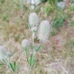 Trifolium arvense Blüte