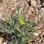 Bupleurum fruticescens Fleur