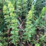 Cruciata glabra Цветок