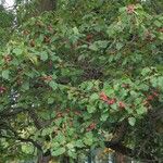 Crataegus coccinea Fruto