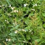 Silene latifolia Habit